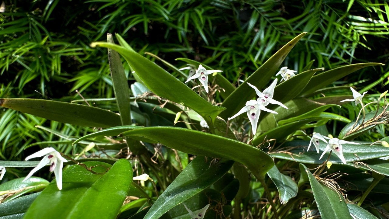 The Long-Stemmed Pleurothallis (Pleurothallis eumecocaulon) 
