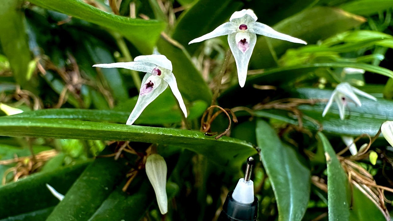 The Long-Stemmed Pleurothallis (Pleurothallis eumecocaulon) 