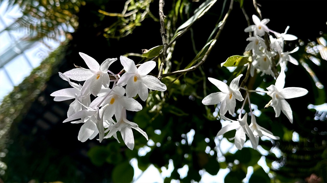 The Mountain Dendrobium 