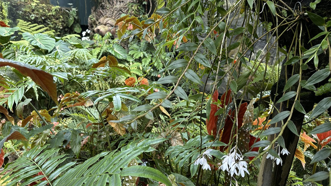 The long, slender pseudobulbs  and thick, fleshy leaves of Dendrobium montanum hanging down from the tree (right hand side).  