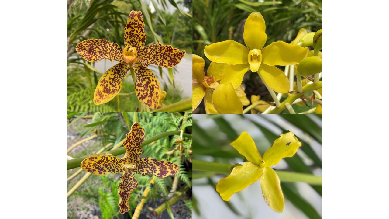 Wild-type tiger orchid flowers show the characteristic reddish-brown mottling that gives the tiger orchid its name