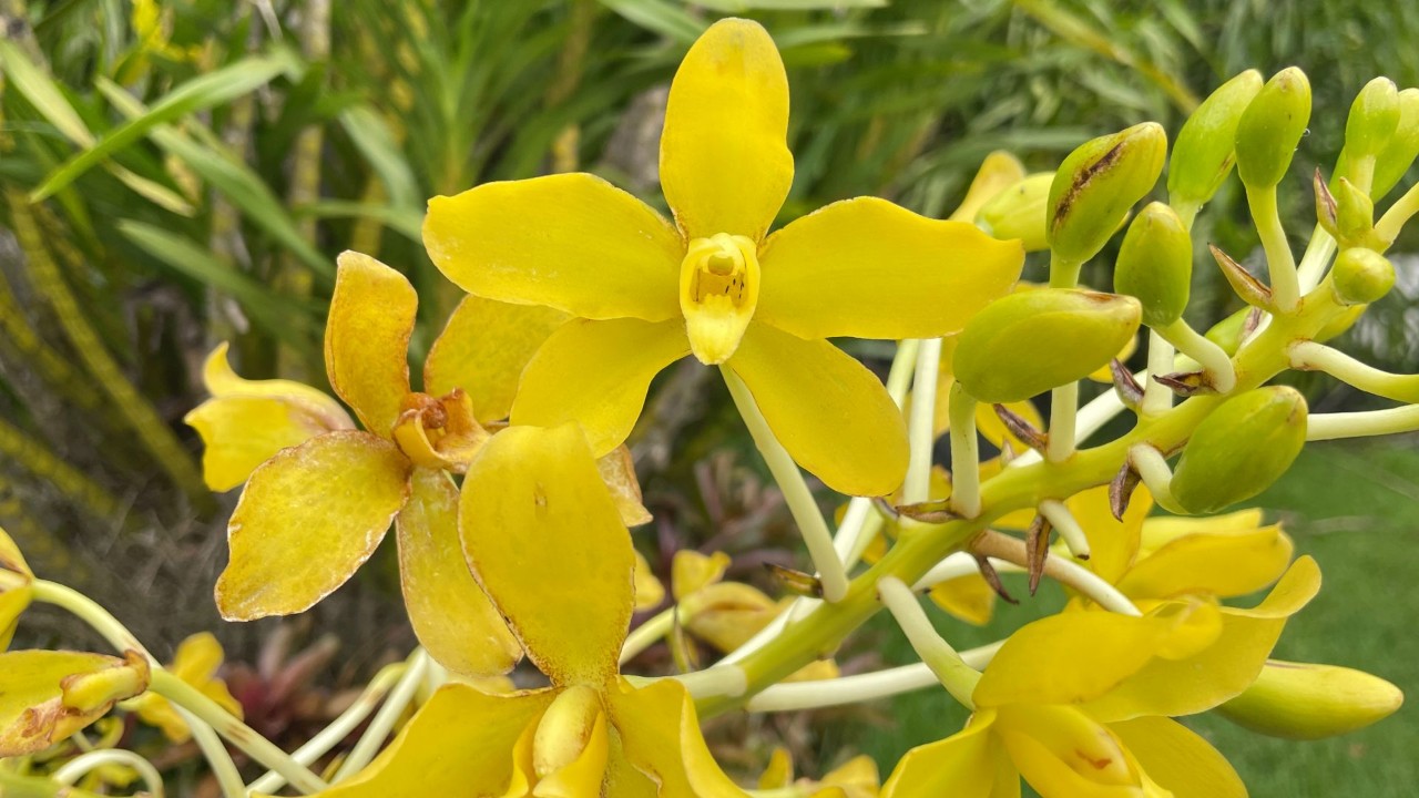 The inflorescence tip of a yellow-flowered form of tiger orchid, blooming at Golden Garden.  