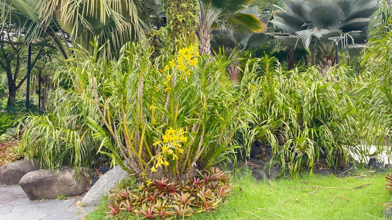 Find the yellow-flowered form of the tiger orchid blooming in the Golden Garden