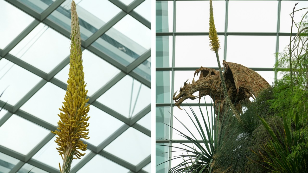 The toothless desert spoon currently in bloom is a male plant. Pictured here is the top of flowering spike (left) and the entire plant, against the backdrop of the Wyvern sculpture in Flower Field lookout area of The Baobabs (right)..