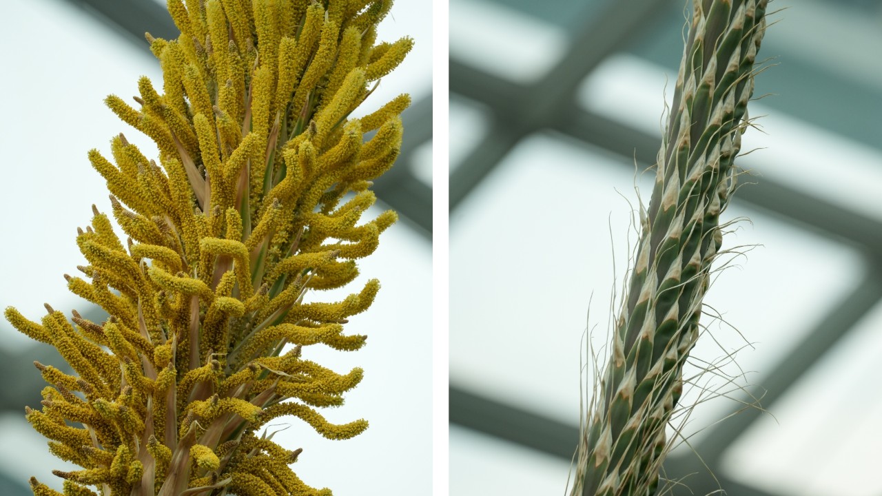Close-up of the top of the male flowering spike (left), showing the branched, yellow-orange fascicles, coloured by the yellow, pollen-bearing anthers of hundreds of tiny male flowers. In contrast, the base of the flowering spike is covered with narrow, lance-shaped bracts, each with a long, thin, papery tip (right). 