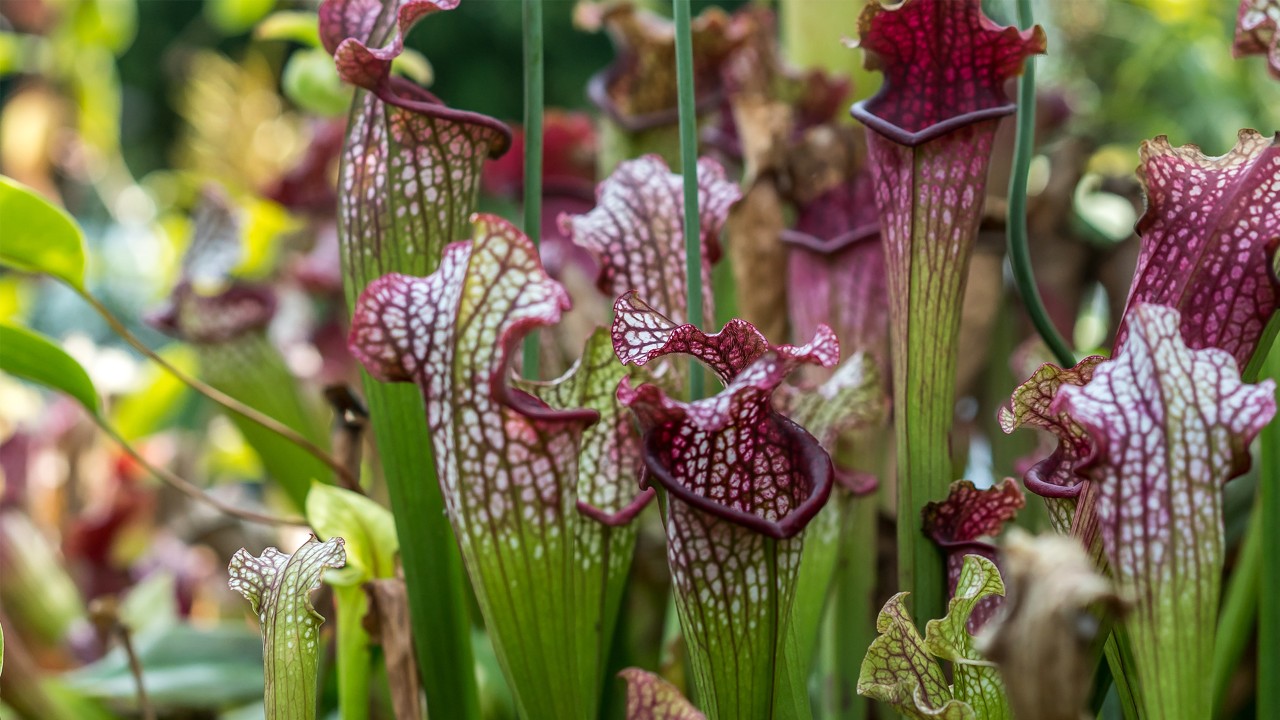  Sarracenia cultivars. Don’t they look striking with their contrasting colours of red and lime green? 
