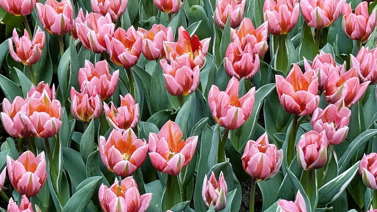 A sweeping display of Tulipa ‘Pretty Princess’ in full bloom.