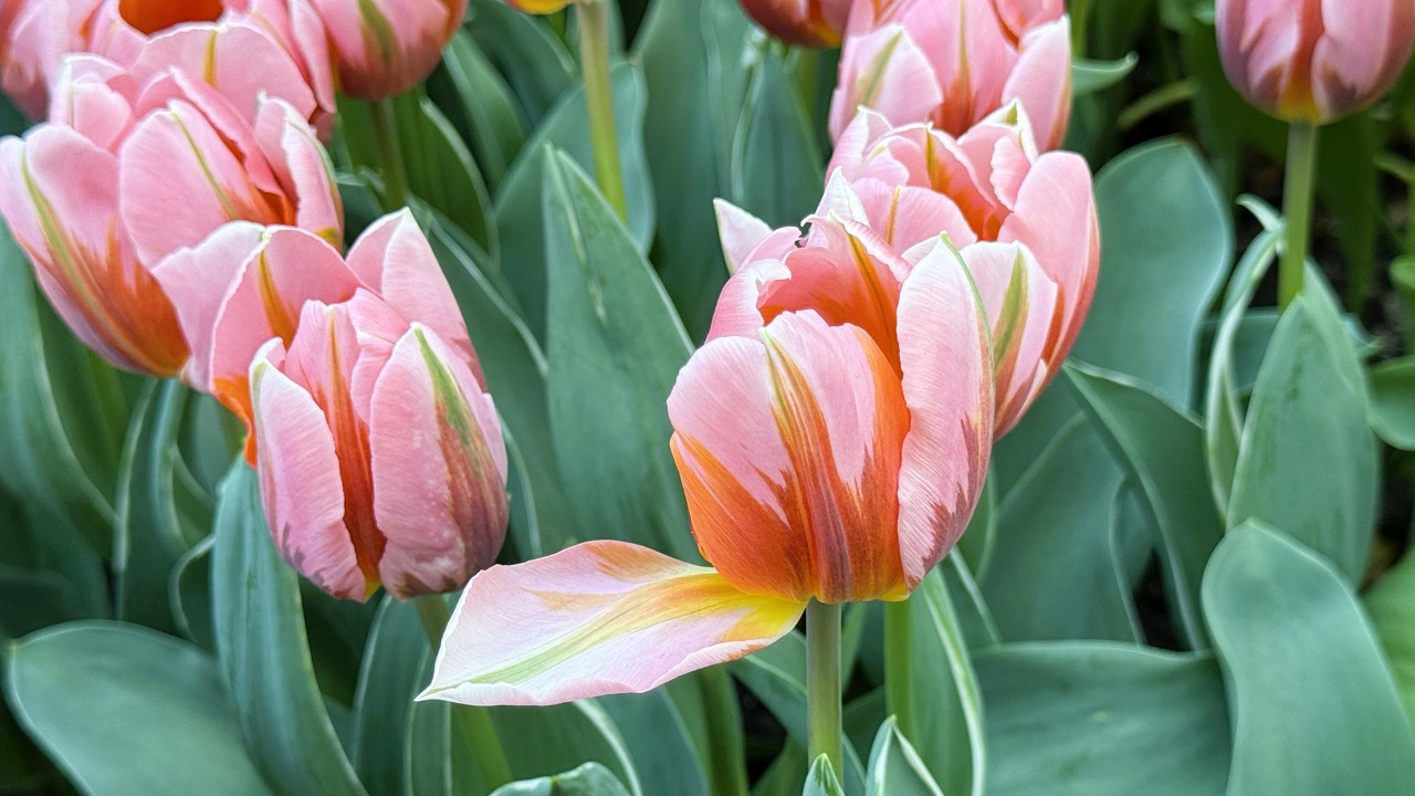 Tulipa ‘Pretty Princess’ in bloom, its soft blush-pink petals delicately feathered with deeper magenta and warm apricot tones, rising from smooth, glaucous green foliage. Its glaucous leaves appear bluish green to greyish due to a fine waxy or powdery coating that also gives it a slightly dull, matte look.