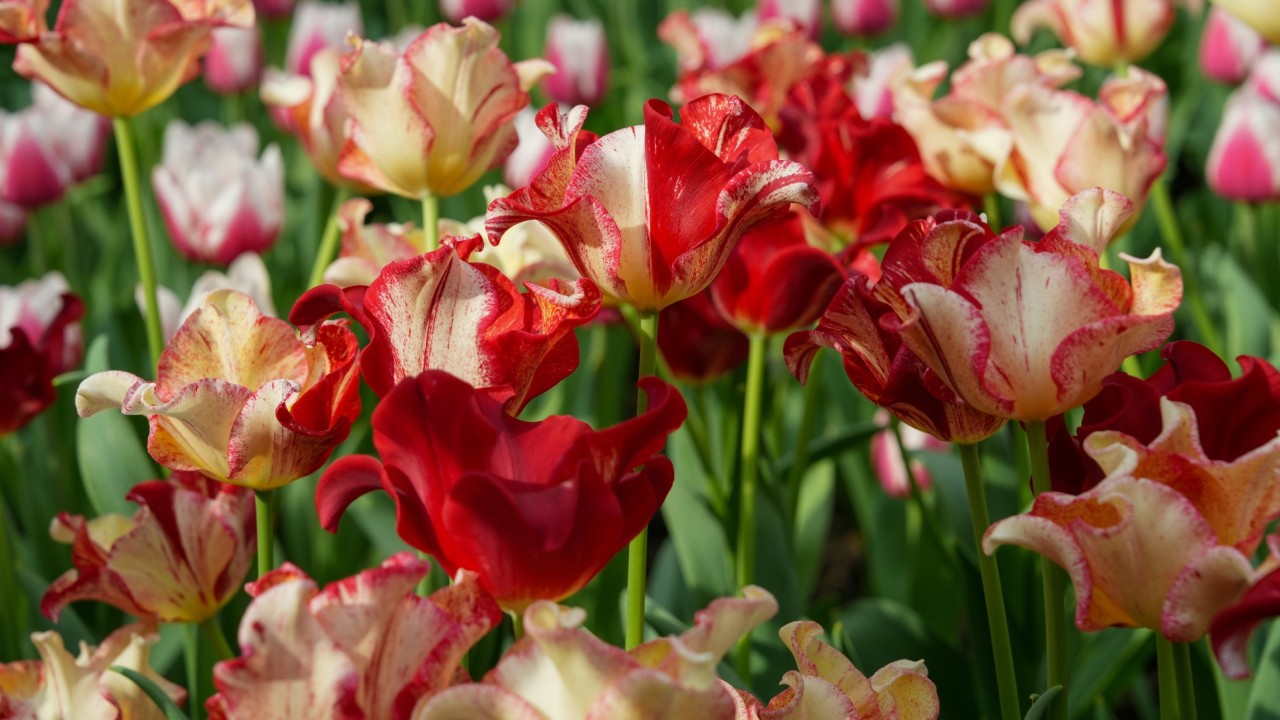 Tulipa Striped Crown