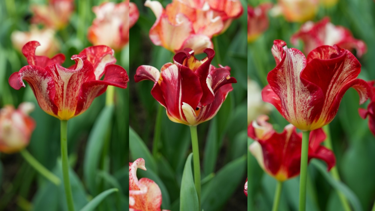 Tulipa Striped Crown