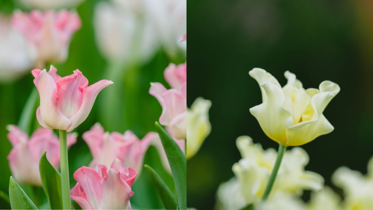 Tulipa ‘Crown of Dynasty’, (Left), and Tulipa ‘Yellow Crown’ (Right), both belonging to Crown type tulips