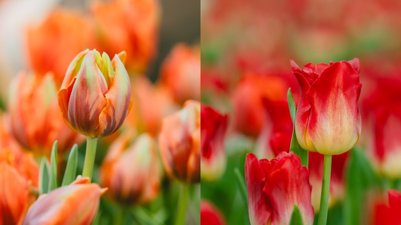 Tulipa ‘Arjuna’ (left) and Tulipa ‘Match’ (Right)