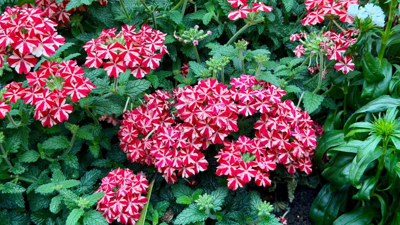 Verbena Firehouse ‘Peppermint’ 
