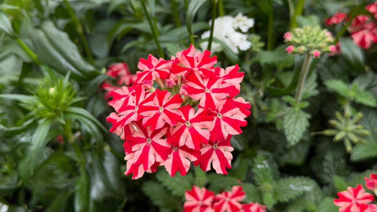 Closeup of the festive, pinwheel-patterned flowers. 