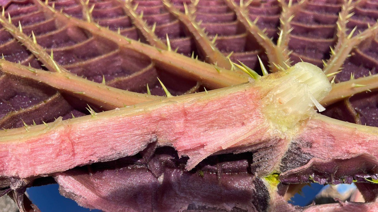 How do the Victoria waterlilies support their giant leaves up to 2-3m in diameter? By marvellous natural engineering! Thick, strong cross-braced veins form a network of branching ribs along the leaf undersides, providing strength. The buoyant, air-filled tissue inside the ribs, shown in this midrib cross-section on the underside of a V. amazonica leaf, allows the huge leaves to float, while sharp prickles deter hungry animals from munching the juicy insides. 