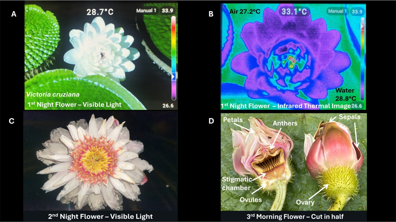 The colour changing, self-heating properties of Victoria flowers are illustrated in this photo montage of V. cruziana flowers. On the first night the white flower(A) is functionally female. It generates heat (B, red and orange areas) in its stigmatic chamber (D), to attract heat-seeking beetles to bring pollen from other plants. The second night (C) the flower turns pink, ceases to produce heat, and becomes functionally male, releasing pollen and pollinators to other plants.
