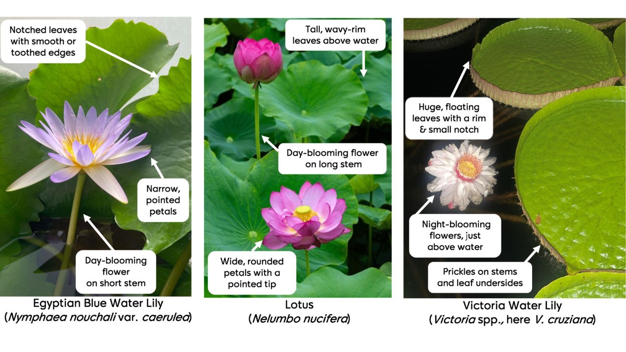Here’s a handy visual guide to differentiate water lilies (left), lotus (centre) and the Victoria water lilies (right) from their leaves, flowers and bloom habits.