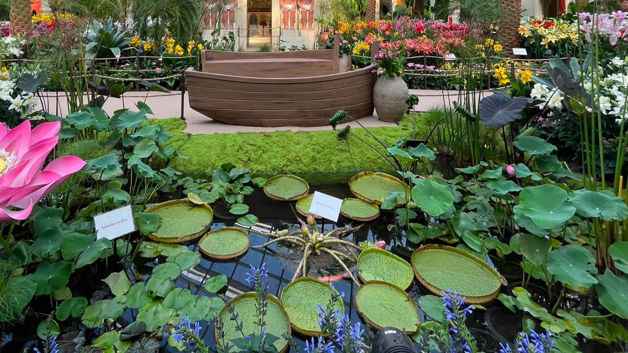 Victoria Water Lilies
