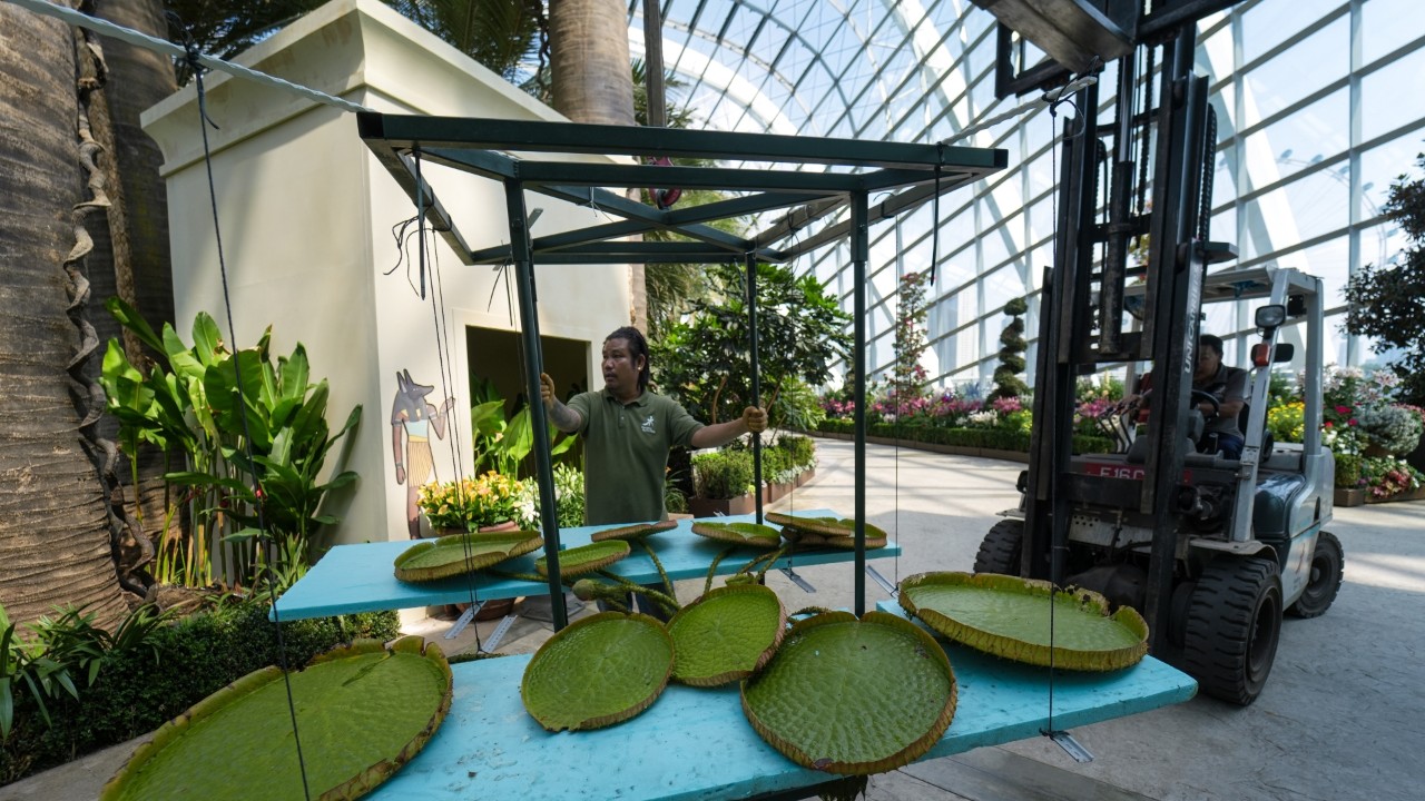 Transport and installation of the Victorias from their back-of-house nursery to their display pools inside Flower Dome required weeks of detailed planning and precision engineering to ensure the plants could be safely moved without unnecessary damage.
