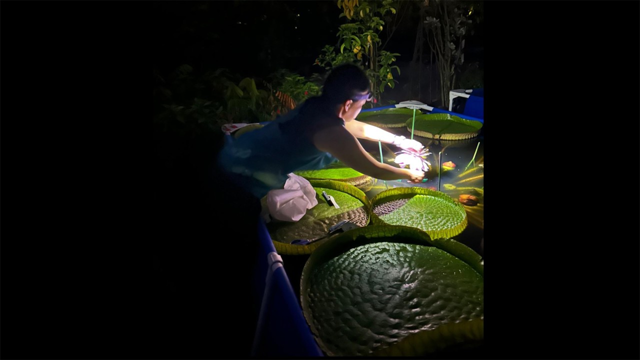 Hand-pollinating the Victoria’s night-blooming flowers required lots of core strength and dexterity to avoid getting pricked too severely! The large leaves made convenient floating tables to hold all our pollination tools and supplies.