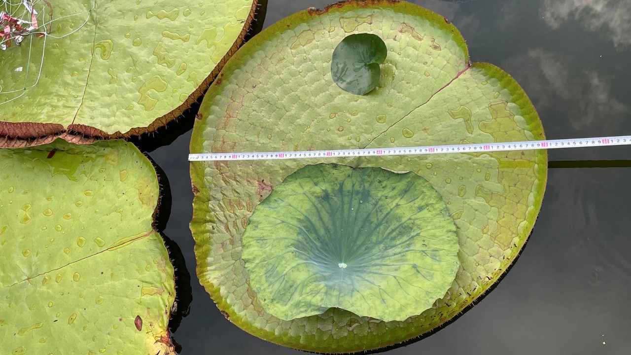 Even a small Victoria amazonica leaf just 70cm in diameter dwarfs a hardy water lily leaf 13 cm in diameter (top of large leaf) and a lotus leaf 44cm diameter (bottom of large leaf)! 