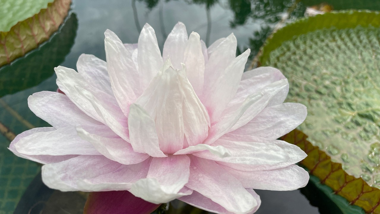 Victoria Water Lilies