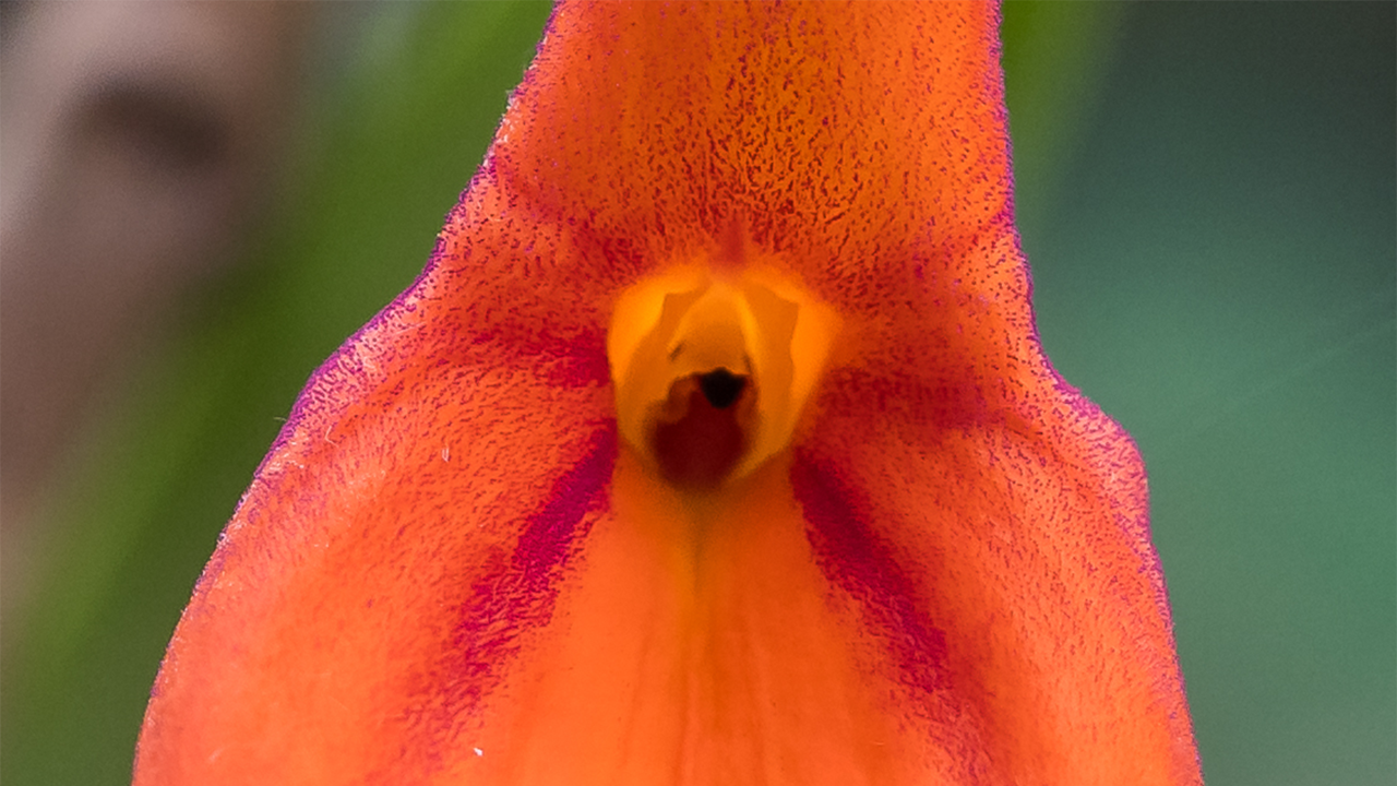 A closeup of the Masdevallia veitchiana flower