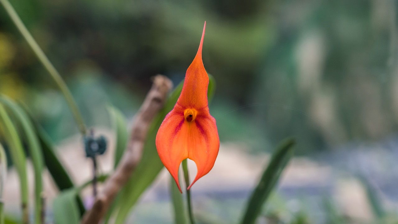 Named Veitch’s Masdevallia or King of Masdevallias, Masdevallia veitchiana (pronounced “veech-e-anna") holds the title of being Peru’s national treasure