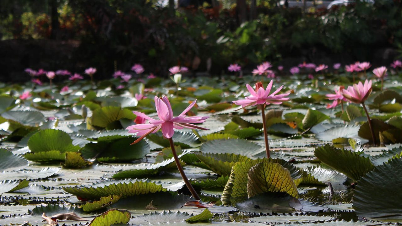 Water Lily