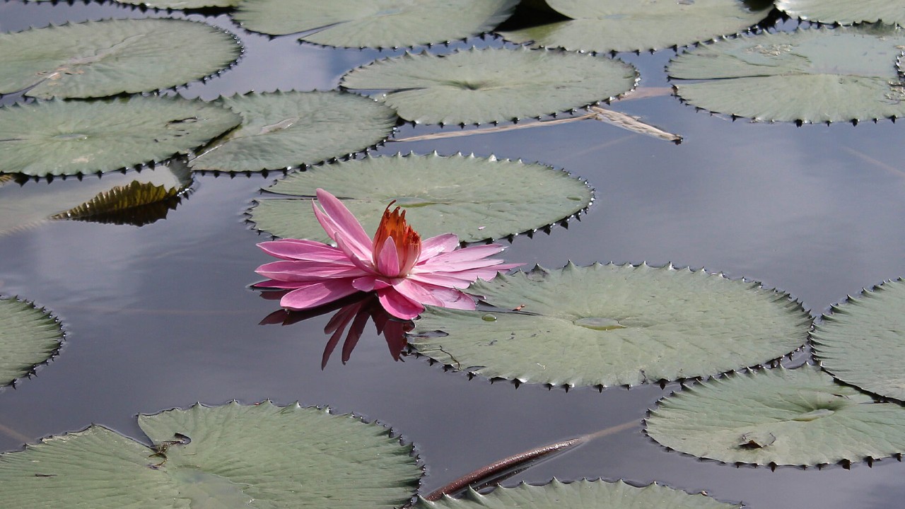 A sinking flower of the water lily denotes that the blooming cycle has ended.
