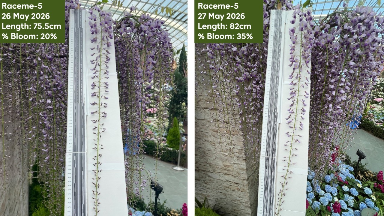 Photo montage showing same the racemes over two consecutive days. Spot QR code tags in the display? These help our senior researcher and author of this article keep track of and collect flowering data on specific inflorescences to see how long their display duration lasts. 