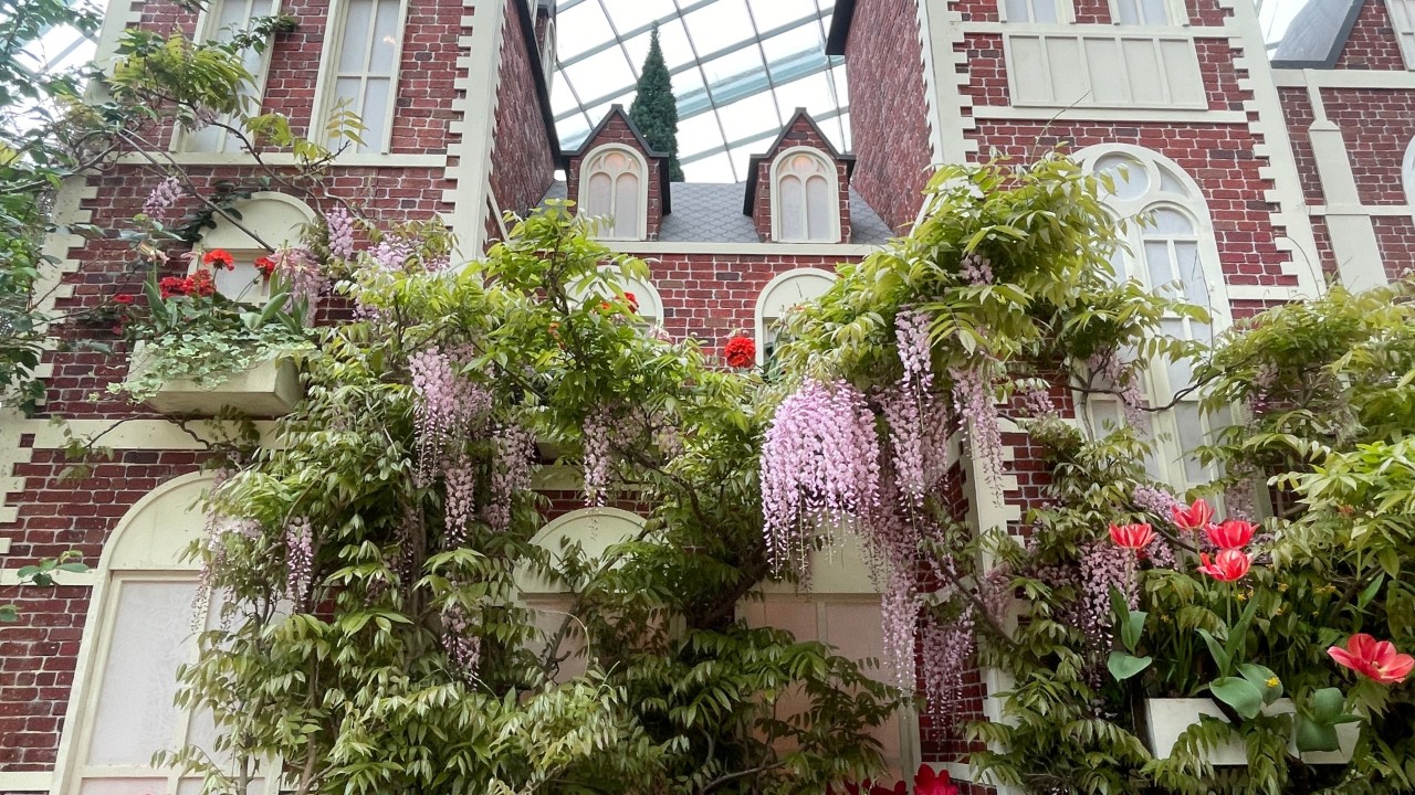 Did you know that in addition to shades of purple, different Wisteria cultivars also have been selected with flowers in shades of pink and white? If you came to our Tulipmania 2026 display, you might have seen these two large pink-flowered wisteria vines, cultivated by the same Japanese grower, arching across the entrance of our recreation of the Rijksmuseum. If not, here’s a peek of part of those plants in full bloom! 