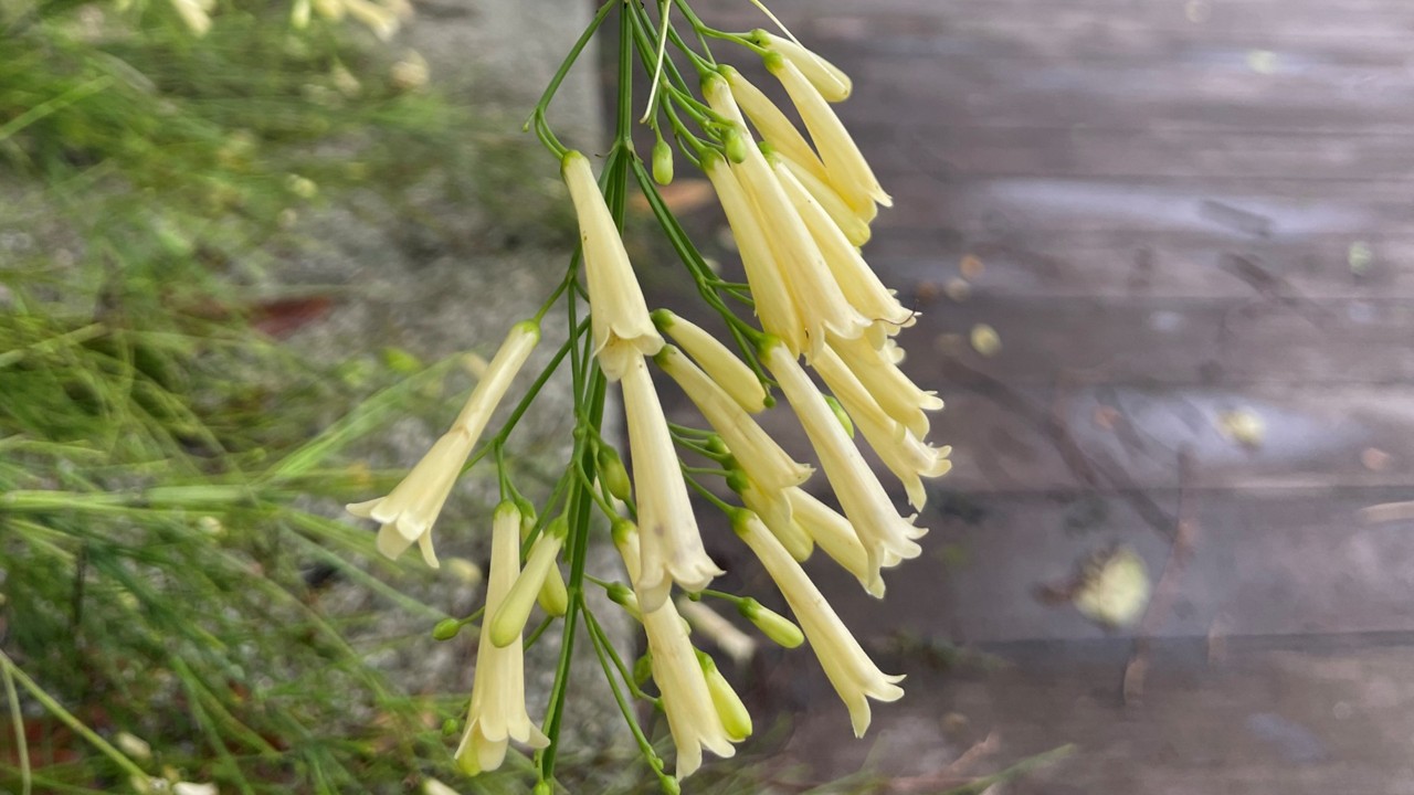 Isn’t ‘Lemon Falls’ the perfect name for this yellow firecracker plant cultivar, with its arching sprays of tubular flowers in creamy yellow? 