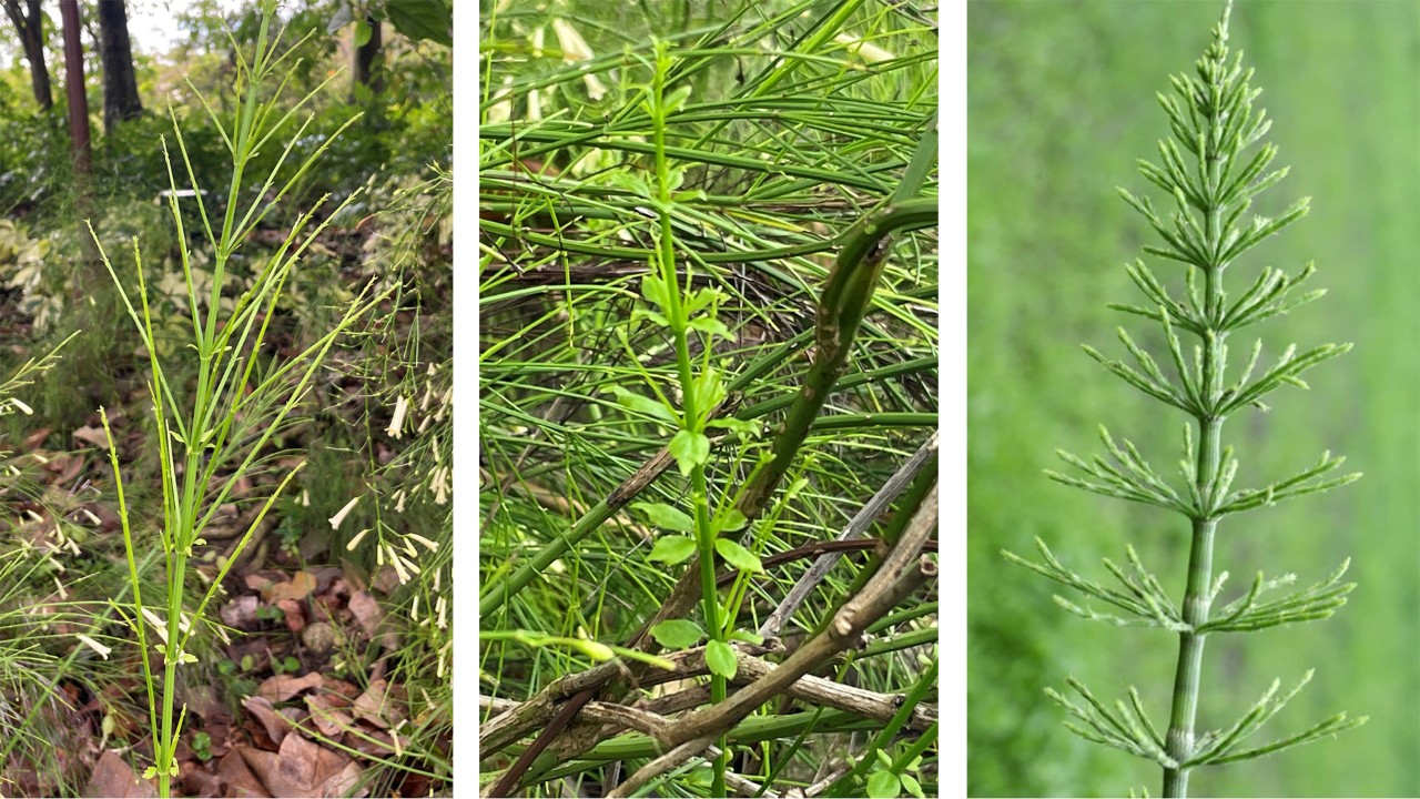 The new branches of the firecracker plant bear tiny scale-like leaves (left and centre) along the nodes, but these soon fall, leaving the plant to photosynthesize through its green stems and branches. Its species name, equisetiformis, alludes to the plant’s similar whorled branching habit as the horsetails (Equisetum spp.), an unrelated ancient genus of non-flowering plants, here represented by the field horsetail (Equisetum arvense, right).