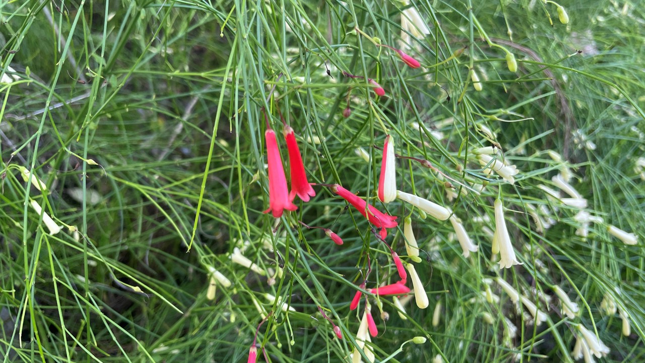 One branch tip of this pale yellow-flowering ‘Lemon Falls’ firecracker plant has undergone a spontaneous reversion to its naturally red flower colour, resulting in red, yellow, and even bi-coloured flowers on a single branch! Might it be the genesis of a new cultivar with multi-coloured flowers? Perhaps! 