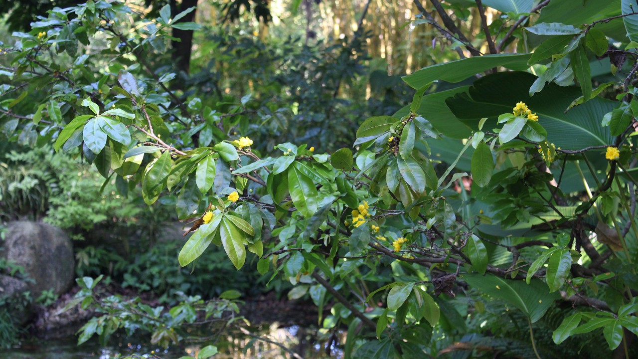 Our flowering yellow mai trees are still leafy and green although, in their natural habitat, they are deciduous by nature and only flower after shedding their leaves.