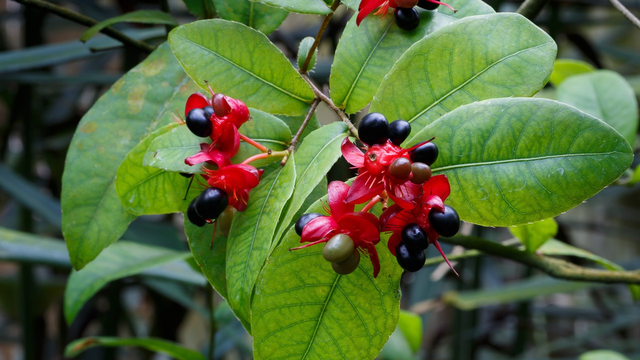 Do you know that the yellow mai and other Ochna species are often called ‘Mickey Mouse’ plants? With a bit of imagination, you might see an upside-down Mickey Mouse in the infructescence of this Ochna serrulata—the red sepals for his trousers and the swollen red base and black fruits for the head and ears of the lovable Disney character!