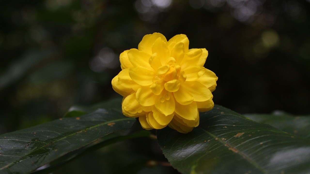 Our trees are of a double-petaled variety that produces flowers with more than the five to nine petals usually found on wild specimens of this species. This floral mutation turns stamens (male reproductive organs) into petals, resulting in a rose-like appearance.