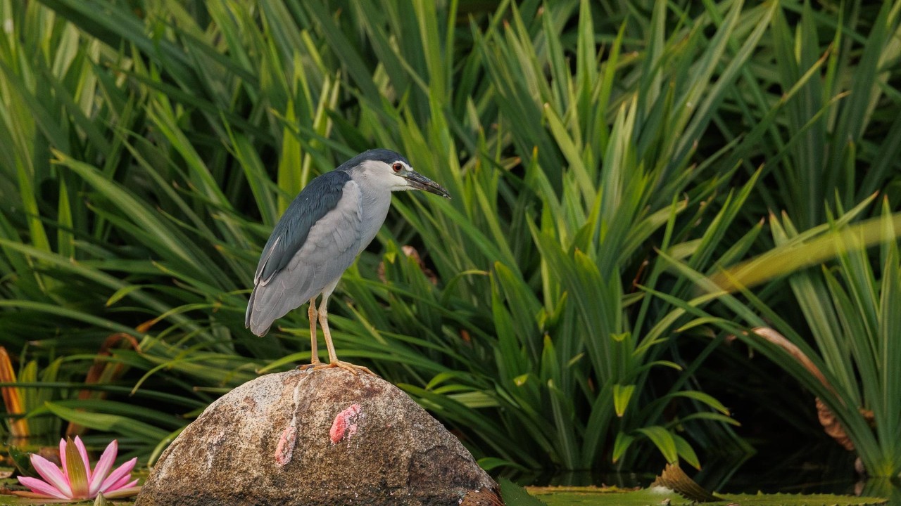 Black-crowned Night Heron