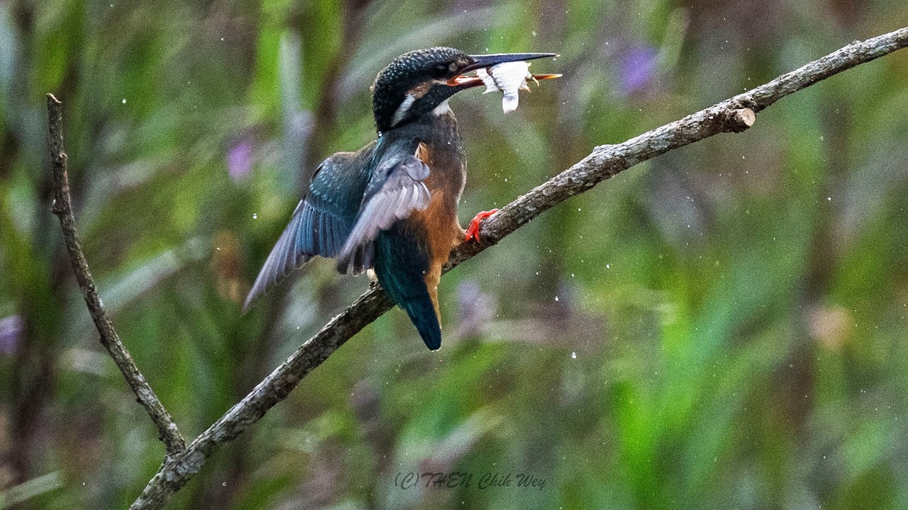 Common kingfisher