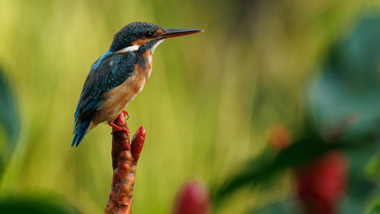 Common Kingfisher