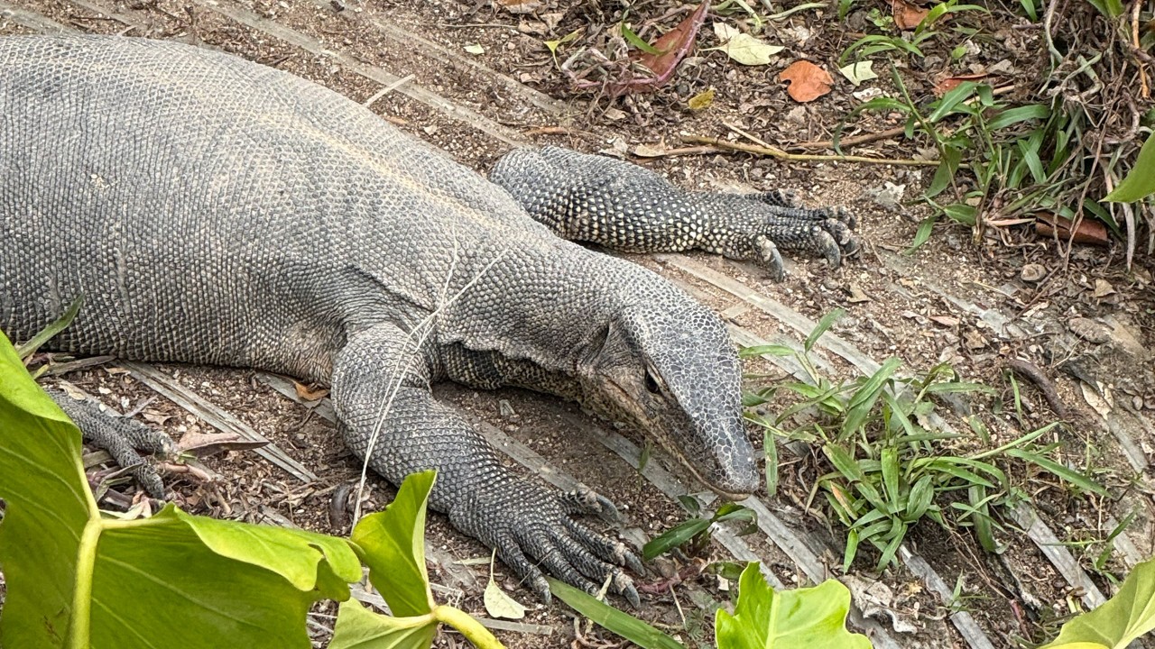 Malayan Monitor Lizard