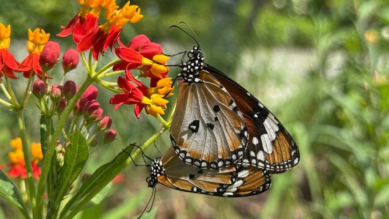 Plain Tiger Butterfly