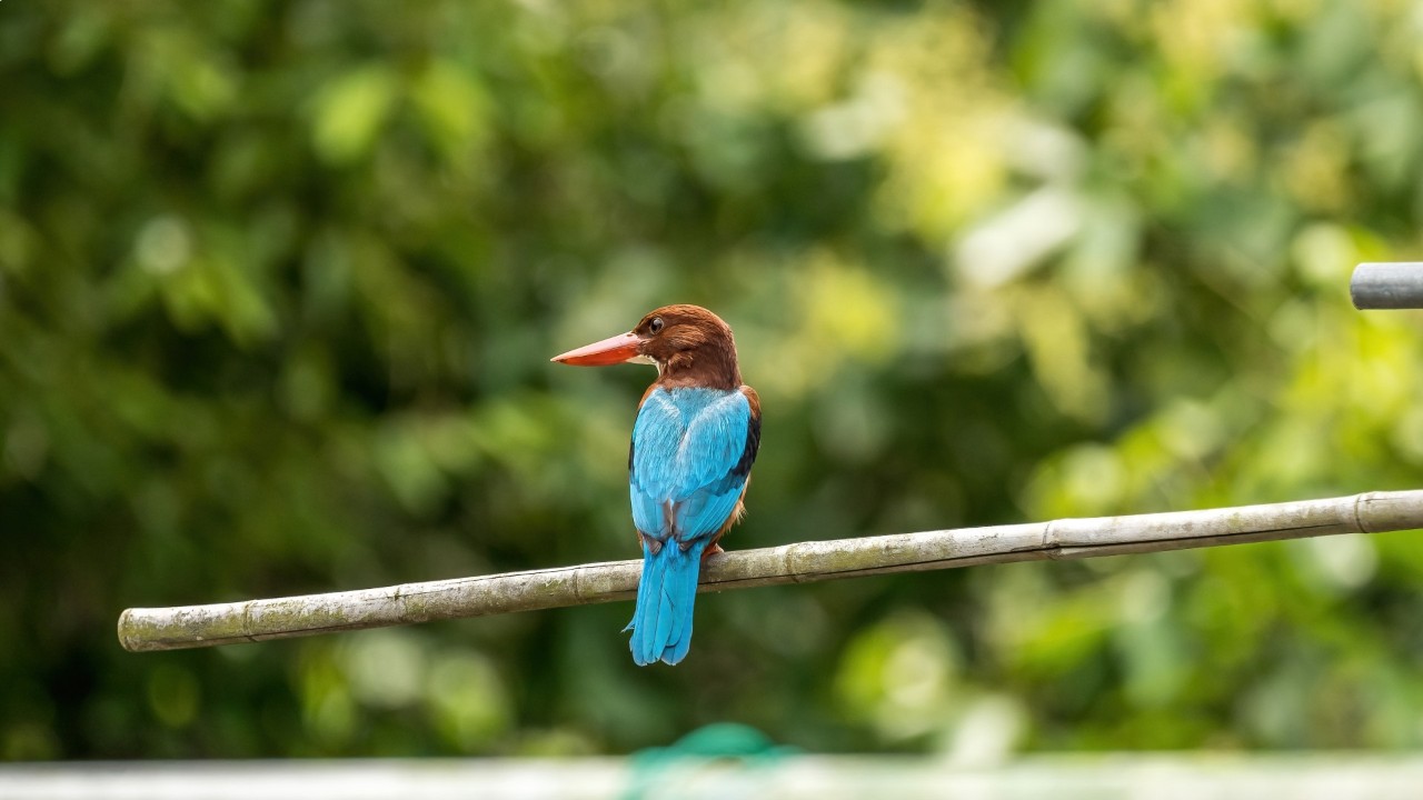 White-throated Kingfisher