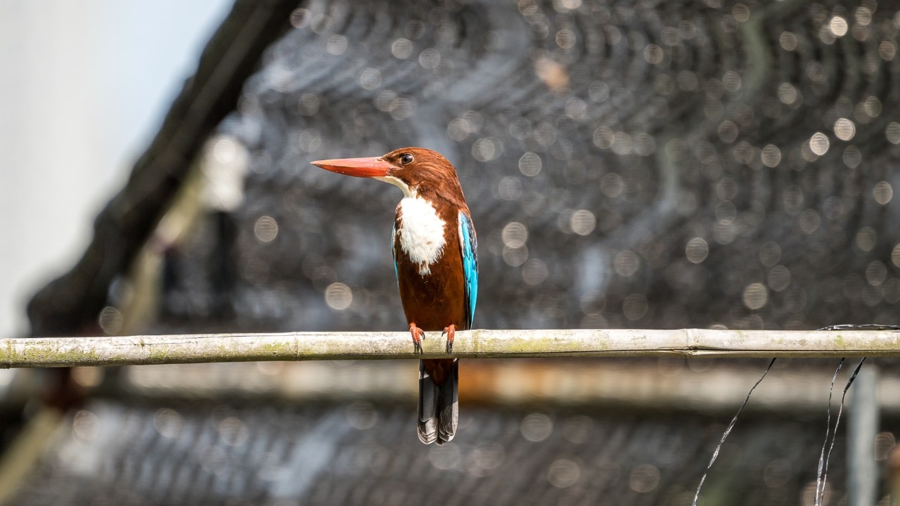 White-throated Kingfisher