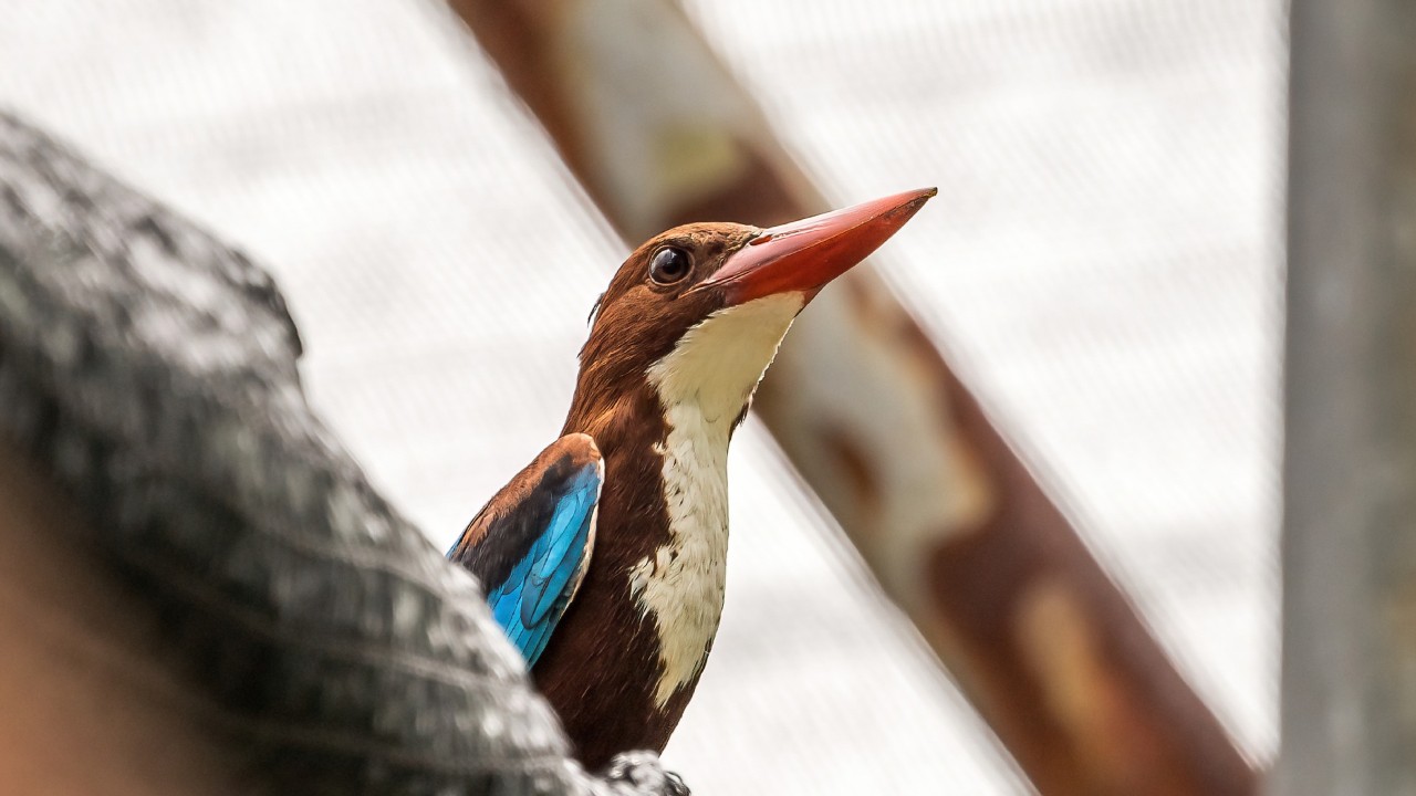 White-throated Kingfisher