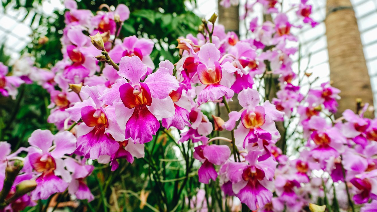 liza - landscape designer