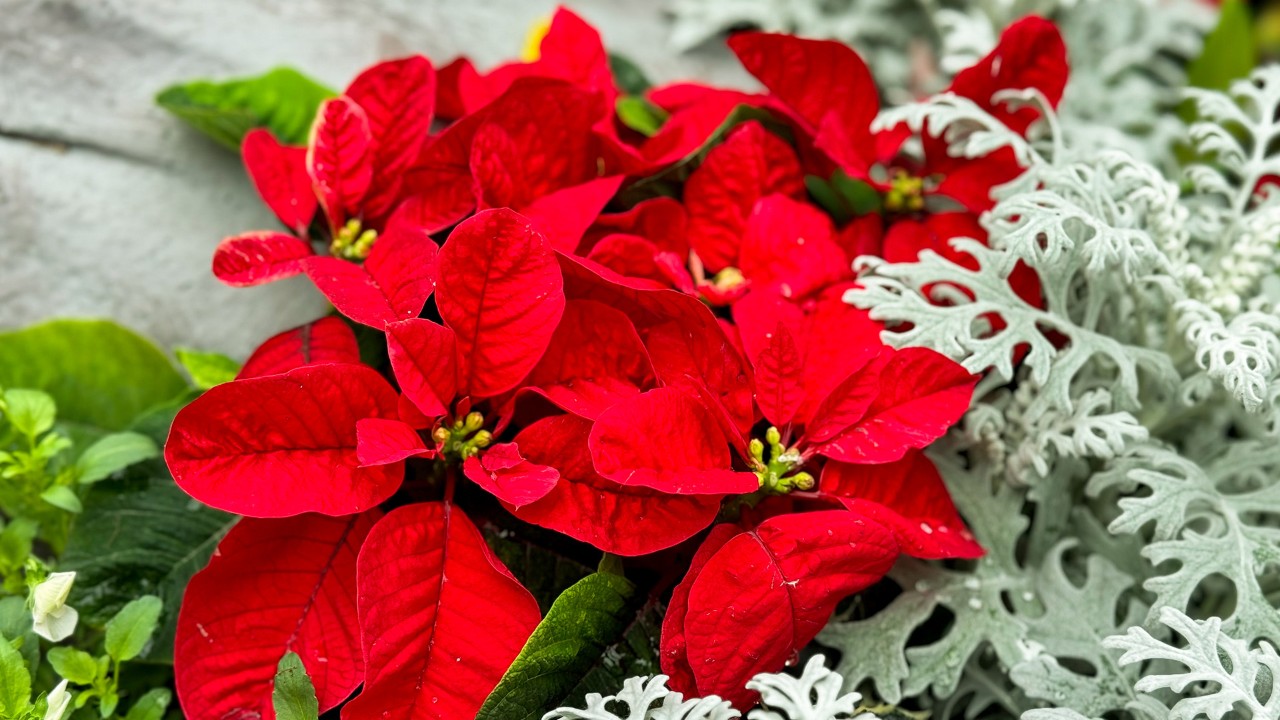 Winter Wishes - Seasonal Programme