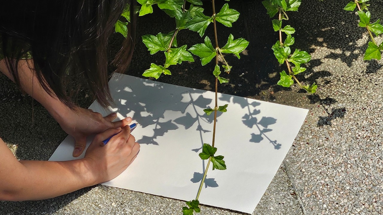 Botanical Silhouettes: Make Your Own Shadow Art