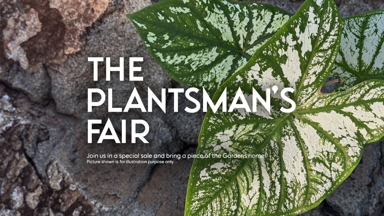 The Plantsman Fair - Ficus Room